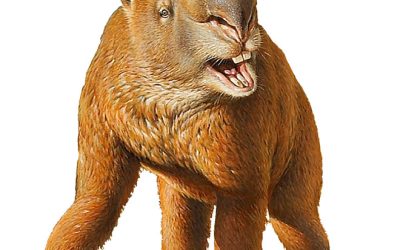 Thus Spake Drusilla the Ditmar Diprotodon