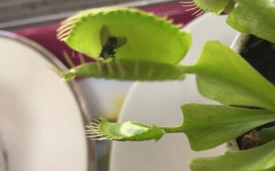 Fang Fischer Catches a Fly